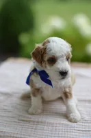 April, a male Miniature Goldendoodle for sale in Creston, OH – 4 of 8