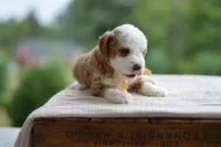 August, a male Miniature Goldendoodle for sale in Creston, OH – 6 of 8