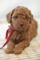Poppy, a female Poodle - Miniature  for sale in Creston, OH – Photo 6 of 10