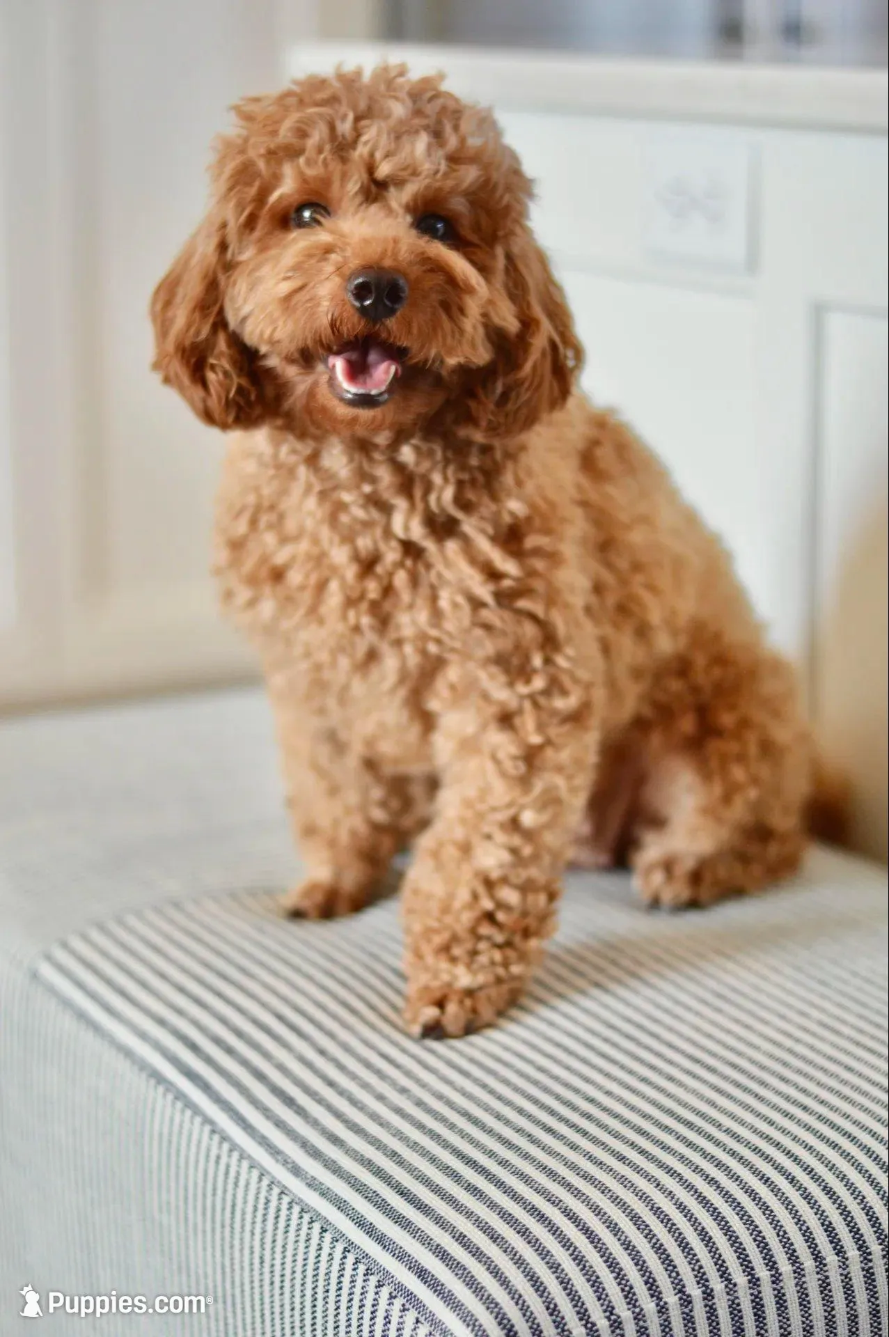 Poppy, a female Poodle - Miniature  for sale in Creston, OH – Photo 10 of 10