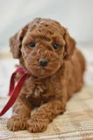 Poppy, a female Poodle - Miniature  for sale in Creston, OH – Photo 5 of 10