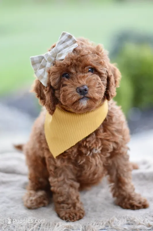 Poppy – Poodle - Miniature  puppy for sale in Creston, OH