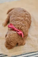 Poppy, a female Poodle - Miniature  for sale in Creston, OH – Photo 8 of 10