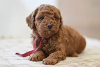 Poppy, a female Poodle - Miniature  for sale in Creston, OH – Photo 2 of 10
