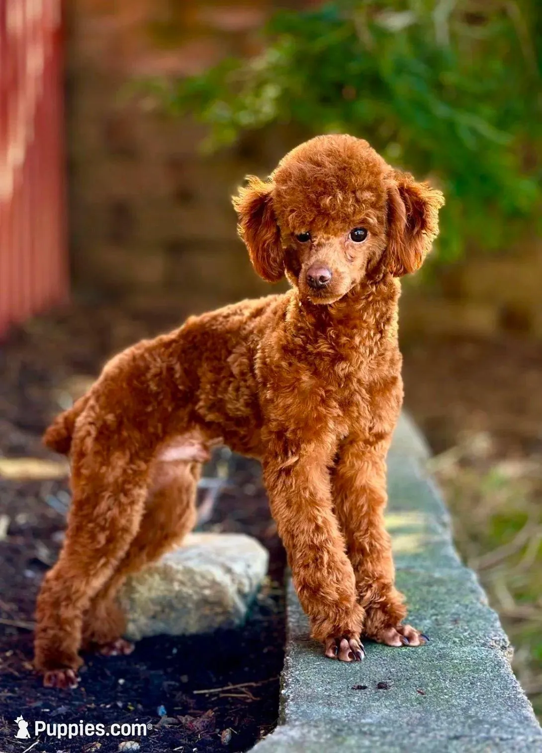 Poppy, a female Poodle - Miniature  for sale in Creston, OH – Photo 9 of 10