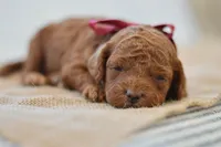 Poppy, a female Poodle - Miniature  for sale in Creston, OH – Photo 7 of 10