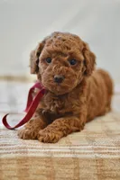 Poppy, a female Poodle - Miniature  for sale in Creston, OH – Photo 4 of 10