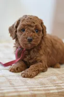 Poppy, a female Poodle - Miniature  for sale in Creston, OH – Photo 1 of 10
