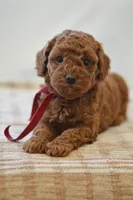 Poppy, a female Poodle - Miniature  for sale in Creston, OH – Photo 3 of 10