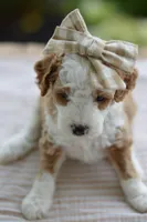February, a female Miniature Goldendoodle for sale in Creston, OH – 5 of 9
