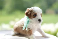 December, a male Miniature Goldendoodle for sale in Creston, OH – 2 of 10