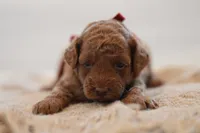 Miny, a female Poodle - Miniature  for sale in Creston, OH – 3 of 10