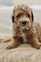 November, a male Miniature Goldendoodle for sale in Creston, OH – 8 of 9