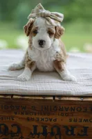 February, a female Miniature Goldendoodle for sale in Creston, OH – 4 of 9