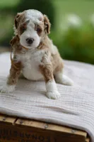 October, a male Miniature Goldendoodle for sale in Creston, OH – 5 of 10
