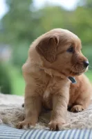 Light Blue Collar , a male Golden Retriever for sale in Creston, OH – 4 of 6