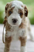 October, a male Miniature Goldendoodle for sale in Creston, OH – 7 of 10