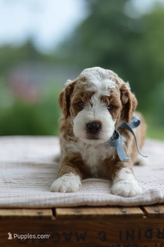 September – Miniature Goldendoodle puppy for sale in Creston, OH