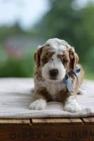 September, a male Miniature Goldendoodle for sale in Creston, OH – 1 of 8