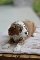 September, a male Miniature Goldendoodle for sale in Creston, OH – 7 of 8