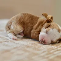 Clove - Health tested clear parents, a male Miniature Goldendoodle for sale in Creston, OH – Photo 8 of 10