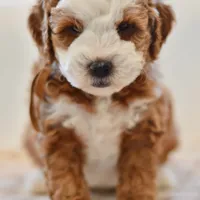 Clove - Health tested clear parents, a male Miniature Goldendoodle for sale in Creston, OH – Photo 2 of 10