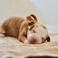 Clove - Health tested clear parents, a male Miniature Goldendoodle for sale in Creston, OH – Photo 7 of 10