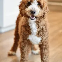 Clove - Health tested clear parents, a male Miniature Goldendoodle for sale in Creston, OH – Photo 10 of 10