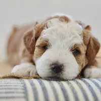 Clove - Health tested clear parents, a male Miniature Goldendoodle for sale in Creston, OH – Photo 4 of 10