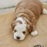 Clove - Health tested clear parents, a male Miniature Goldendoodle for sale in Creston, OH – Photo 6 of 10