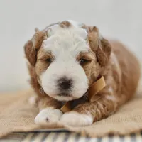 Clove - Health tested clear parents, a male Miniature Goldendoodle for sale in Creston, OH – Photo 5 of 10