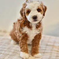 Clove - Health tested clear parents, a male Miniature Goldendoodle for sale in Creston, OH – Photo 1 of 10