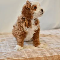 Clove - Health tested clear parents, a male Miniature Goldendoodle for sale in Creston, OH – Photo 3 of 10