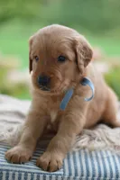 Light Blue Collar , a male Golden Retriever for sale in Creston, OH – 3 of 6