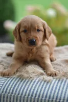 Brown Collar, a male Golden Retriever for sale in Creston, OH – 7 of 10