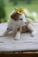 March, a female Miniature Goldendoodle for sale in Creston, OH – 8 of 8