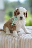December, a male Miniature Goldendoodle for sale in Creston, OH – 7 of 10