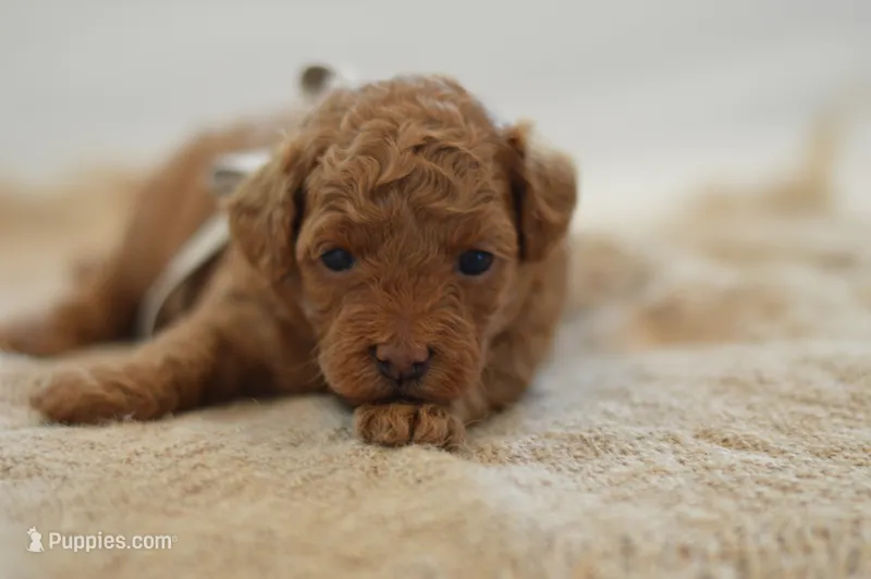 Meeny – Poodle - Miniature  puppy for sale in Creston, OH