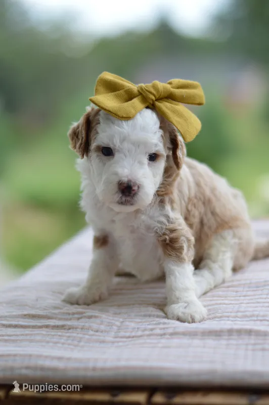 March – Miniature Goldendoodle puppy for sale in Creston, OH