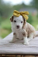 March, a female Miniature Goldendoodle for sale in Creston, OH – 1 of 8