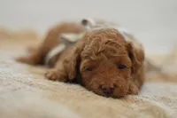 Meeny, a female Poodle - Miniature  for sale in Creston, OH – 2 of 9