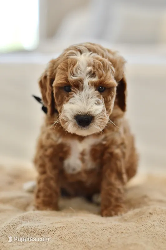 May – Miniature Goldendoodle puppy for sale in Creston, OH