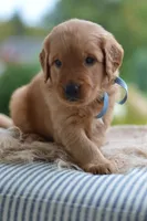 Light Blue Collar , a male Golden Retriever for sale in Creston, OH – 2 of 6
