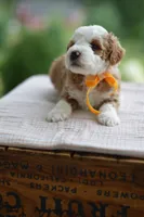 August, a male Miniature Goldendoodle for sale in Creston, OH – 3 of 8