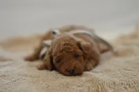 Meeny, a female Poodle - Miniature  for sale in Creston, OH – 7 of 9