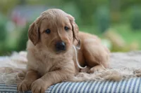 Gray Collar, a male Golden Retriever for sale in Creston, OH – 1 of 9