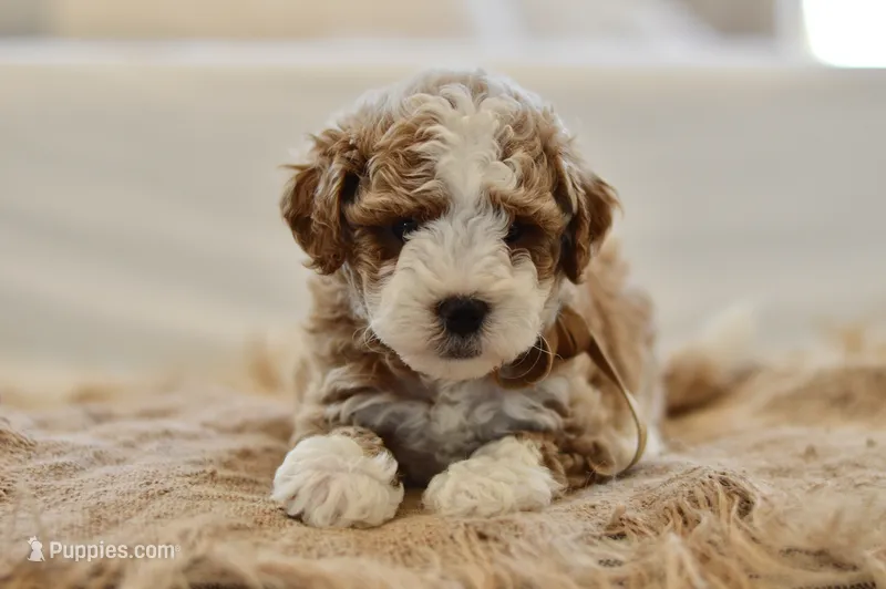 October – Miniature Goldendoodle puppy for sale in Creston, OH