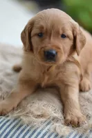 Brown Collar, a male Golden Retriever for sale in Creston, OH – 6 of 10