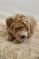 November, a male Miniature Goldendoodle for sale in Creston, OH – 4 of 9
