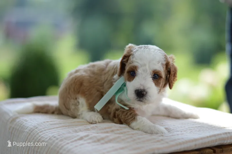 December – Miniature Goldendoodle puppy for sale in Creston, OH